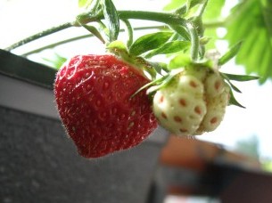 Årets första hemodlade jordgubbe