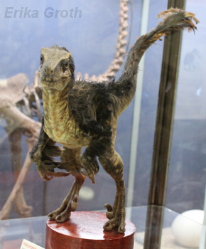 Som jag sagt någon gång tidigare så anses numera de flesta dinosaurier ha haft en sorts päls av fjädrar.