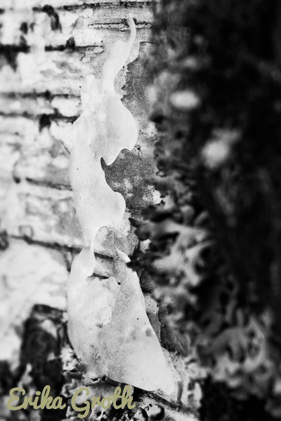 Figurer i isen på barken. Figures in the ice on the bark.