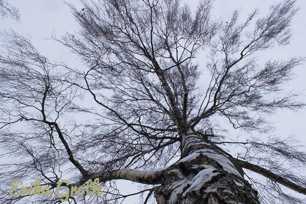 Björken. The birch.