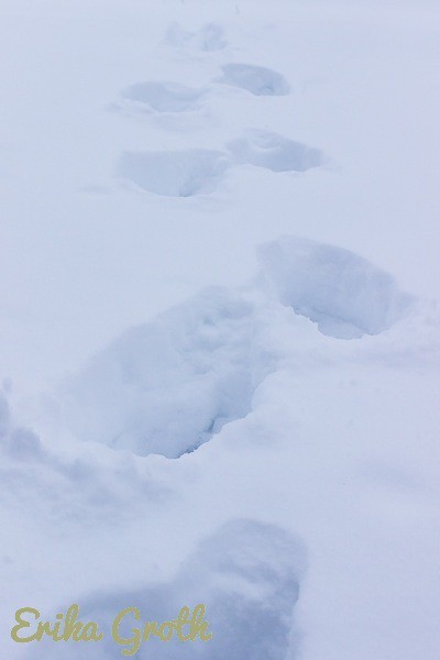 Jag fick plumsa genom snön för att komma till björken. I had to wade through snow to get to the birch.