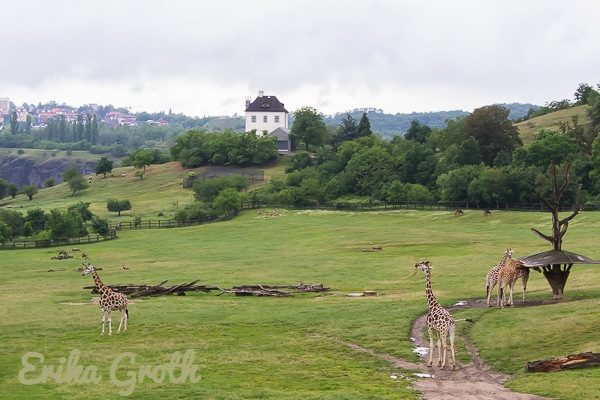 Girafferna däremot kunde vandra fritt i en gigantisk inhägnad med en fantastisk utsikt.