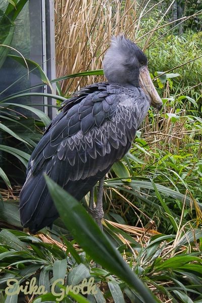 Den här fågeln med sin uråldriga look tror jag heter träskonäbb på svenska.