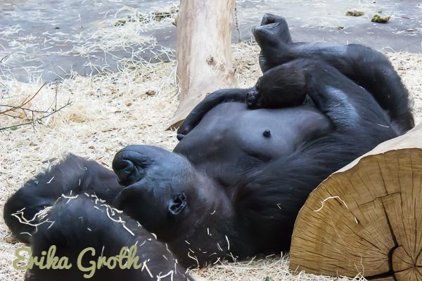 Gorillan med babyn på magen var populär.