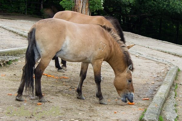 Przewalskihästar är den enda kvarvarande vilda släktingen till den domesticerade hästen. Som biologistudent gjorde jag ett litet forskningsprojekt om hästens domesticering som inkluderade att jämföra Przewalskihästar med domesticerade hästar.